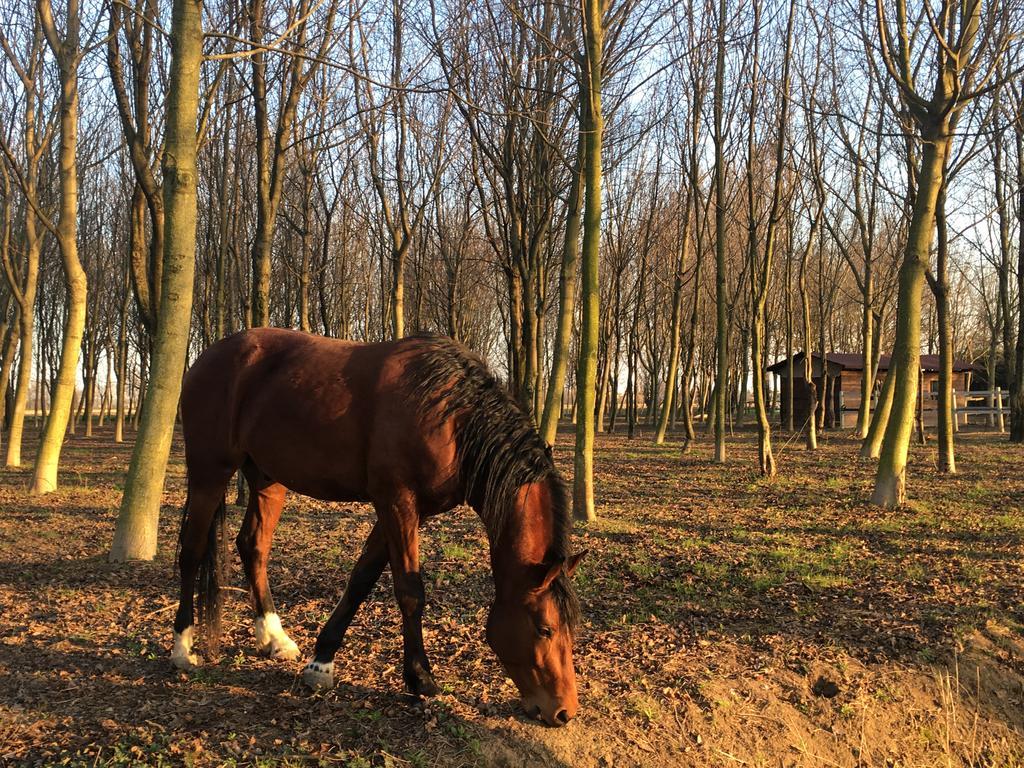 Agriturismo Corte Rocca San Giorgio di Mantova Zewnętrze zdjęcie