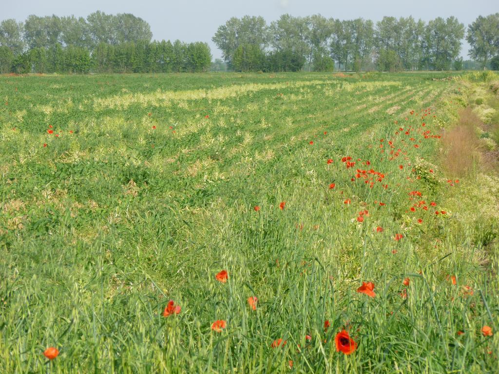 Agriturismo Corte Rocca San Giorgio di Mantova Zewnętrze zdjęcie